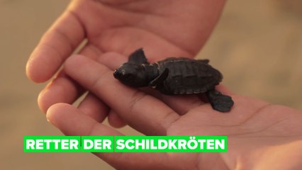 Illegaler Schildkrötenhandel: Wie Meeresschildkröten vor der Tradition gerettet werden