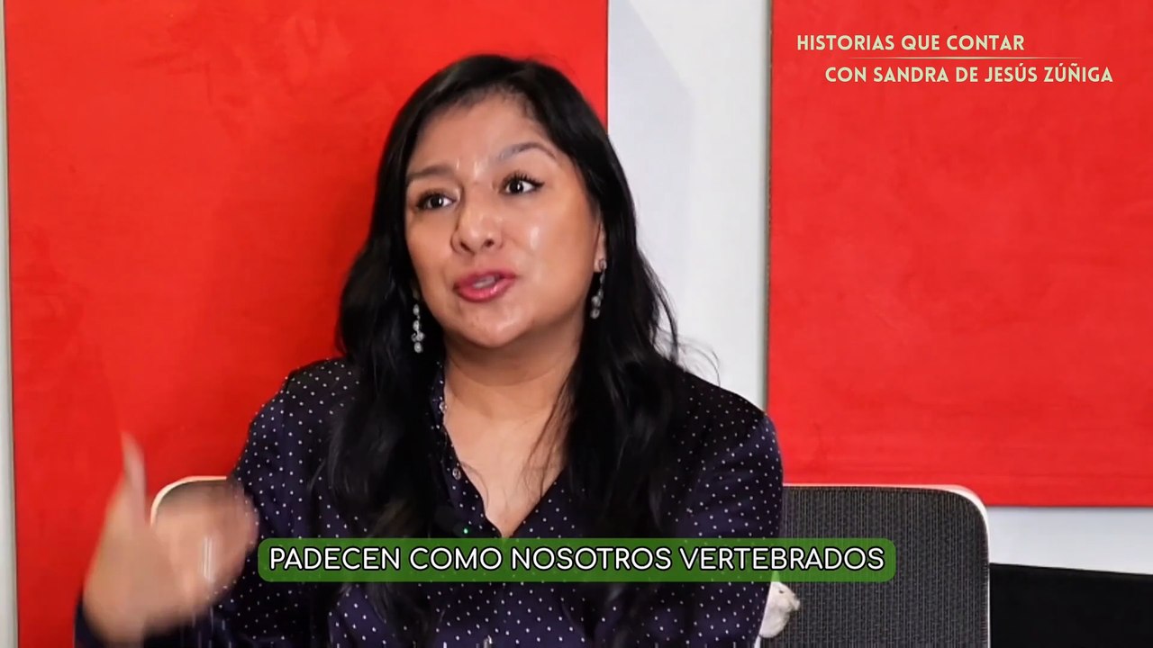 La sentencia de los animales y las corridas de toros: Sandra de Jesús Zúñiga #shorts #animals #reels #dailymotion