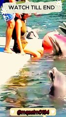 Not an Attack—Just a Dolphin’s Love Language