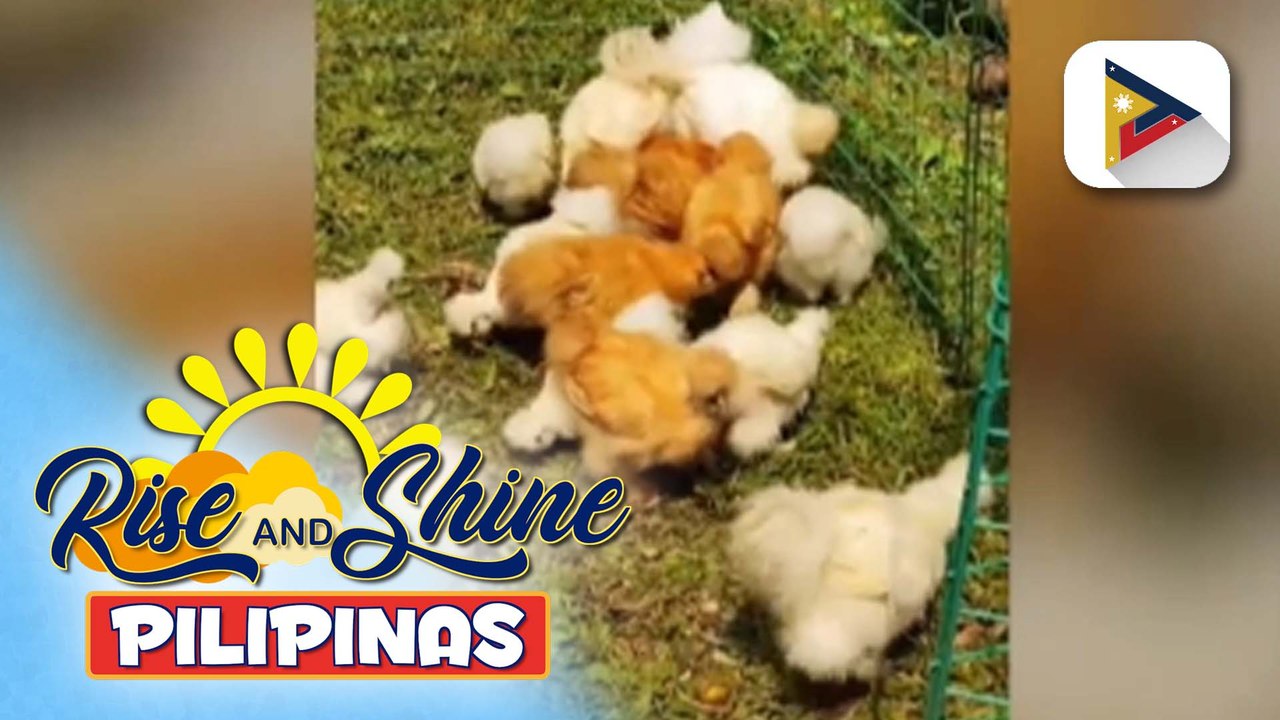 Wednesday Pets' Day: Silkie Chicken