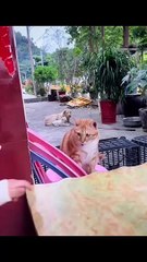 The World of Playful Pups - Episode 49