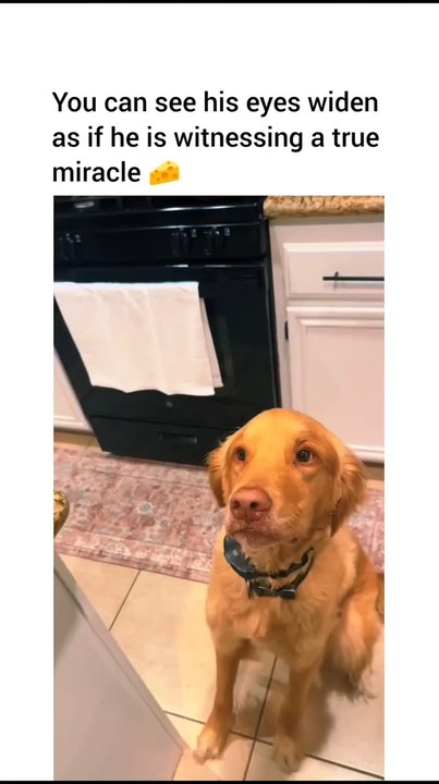 Dog gets a cheese pull
