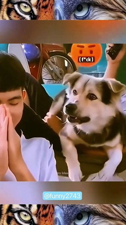 #funny #funnyanimals #funnyvideos #pet #cats #cute #fyp