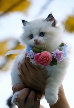 Fluffy Kitten Queen Melts Hearts in 10 Seconds!