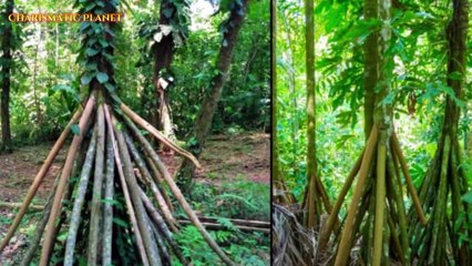 Discover the Amazing Walking Palm Tree: Nature's Moving Marvel 🌴