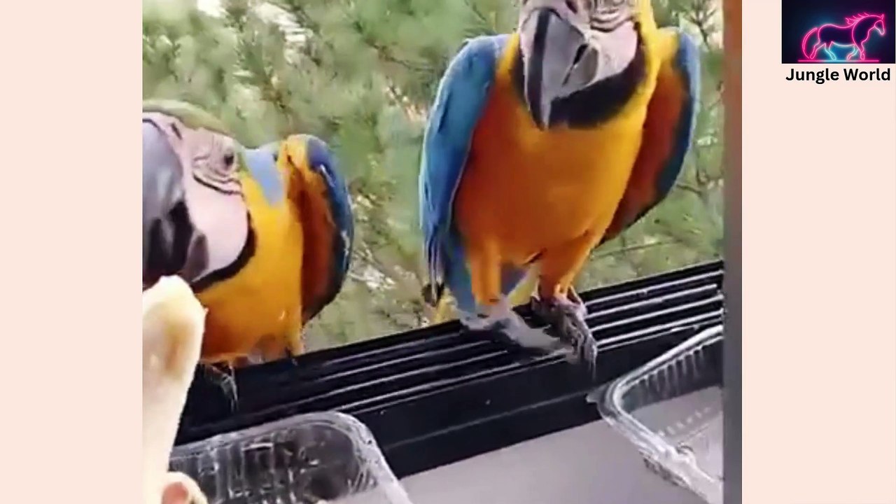 Jungle World: Hilarious Animal Antics Part 20 – Laugh Till You Drop! #FunnyAnimals #AnimalLaughs #JungleWorld #AnimalAntics #CutePets #FunnyCats #FunnyDogs #PetComedy #ViralVideos #JungleFun #LaughingAnimals