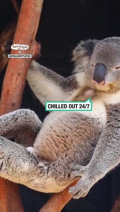 Koala sits comfy
