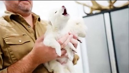 Cientistas criam lobo de 'A Guerra dos Tronos' extinto há 12 mil anos