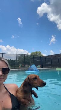 Dachshund Swims With Woman by Paddling Over Water's Surface
