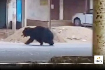 गांव में घुसा विशालकाय भालू