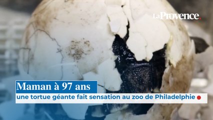 Maman à 97 ans une tortue géante fait sensation  au zoo de Philadelphie