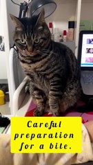 Saleemoffical presentation - angry cat #cat