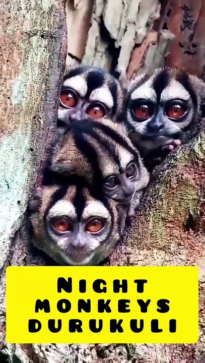 Saleemoffical presentation- night monkeys durukuli #monkeys