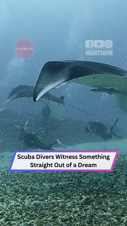 Divers Freeze in Awe as Giant Manta Rays Glide Past Like Ocean Ghosts