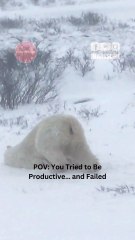 Polar Bear Faceplants Into Snow in the Most Relatable Mood Ever