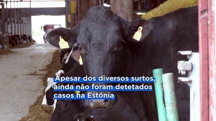Estónia e Chéquia aplicam medidas para evitar propagação da febre aftosa