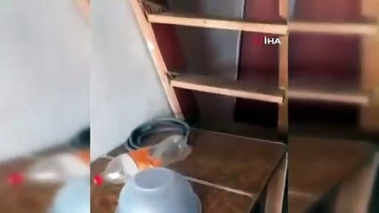 Davetsiz misafir! Ayı evi bastı, vatandaşın sitemi gülümsetti