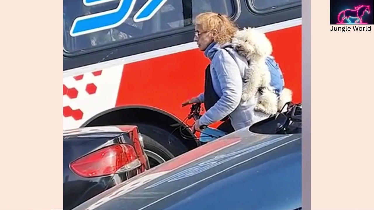 Jungle World: Funniest Animal Moments Part 21 – Pure Comedy! #FunnyAnimals #AnimalComedy #JungleWorld #PetLaughs #CutePets #FunnyCats #FunnyDogs #HilariousPets #AnimalFun #ViralVideos