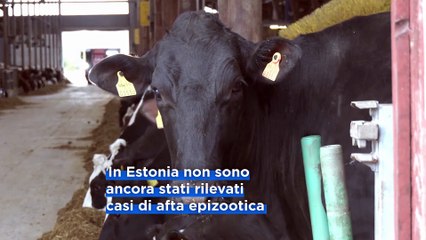 Afta epizootica in Europa, in Estonia e Repubblica ceca misure per proteggere il bestiame