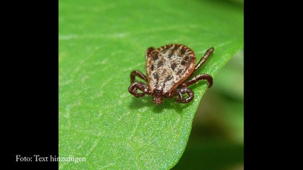Gefahr durch Zecken bei Mensch und Tier