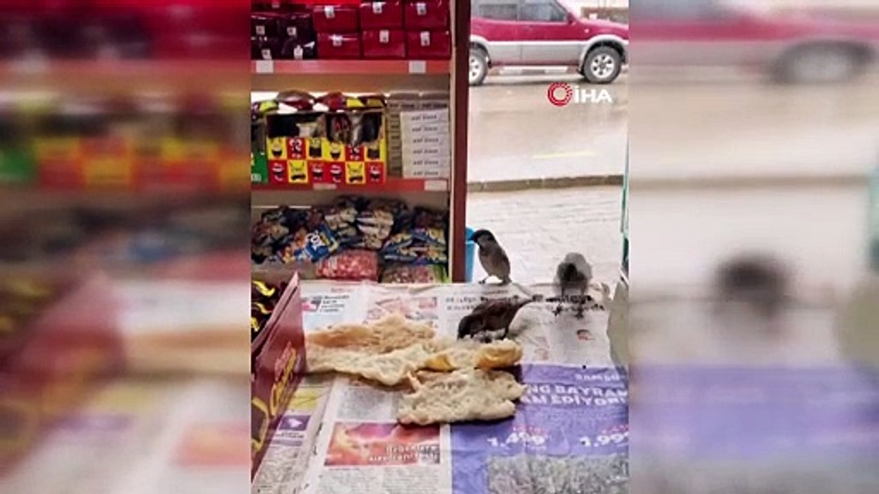 Saksağan esnafın maskotu oldu! Parayı kaptı, uçup gitti