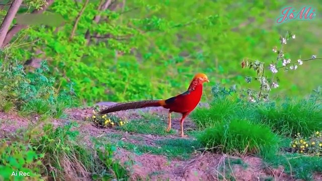 Loài Chim Huyền Thoại Mang Trên Mình Bản Giao Hưởng Đầy Màu Sắc Của Rừng Sâu