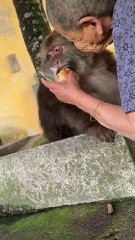 Xingxing the Monkey Is Not Eating – A Nun’s Silent Struggle to Save Her Friend