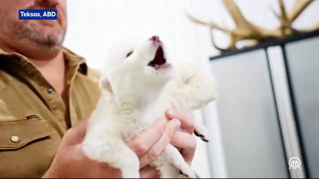 Bilim insanları, 12.500 yıl önce nesli tükenen 'Ulukurt' türünü hayata döndürdü