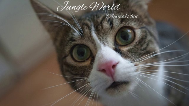 Jungle World: Hilarious Animal Moments Part 24 – You Won't Stop Laughing! #FunnyAnimals #AnimalComedy #JungleWorld #PetLaughs #FunnyCats #FunnyDogs #AnimalAntics #ViralVideos #LaughingAnimals