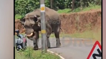 'അവിടെ നിക്കല്ലേ അത് ഇങ്ങോട്ട് വരും..'; കാട്ടിക്കുളത്ത്  ജനവാസകേന്ദ്രത്തിൽ കാട്ടാന ഇറങ്ങി