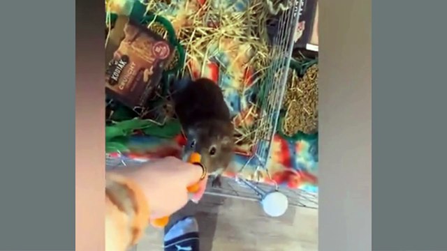 Jungle World: Hilarious Animal Moments Part 26 – A Laughing Adventure! #FunnyAnimals #PetComedy #JungleWorld #PetLaughs #FunnyCats #FunnyDogs #AnimalAntics #ViralVideos #LaughingPets