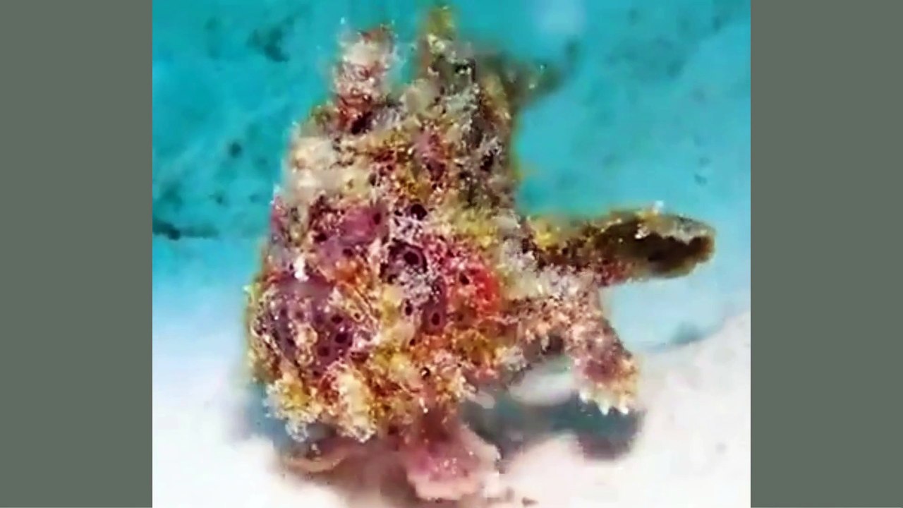 Jungle World: Funny Animal Reactions Part 27 – Try Not to Laugh Challenge! #JungleWorld #FunnyAnimals #PetReactions #AnimalComedy #PetLaughs #CutePets #FunnyCats #FunnyDogs #ViralVideos #LaughChallenge