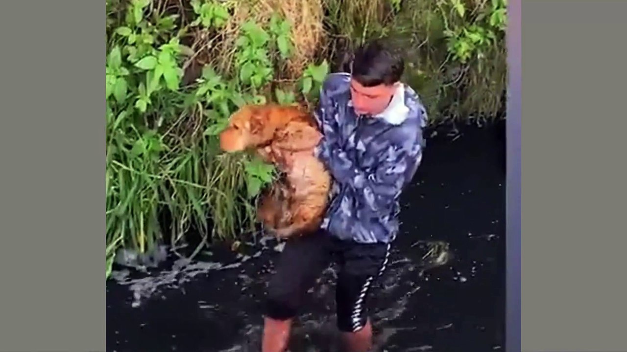 Jungle World: Laughing with Pets Part 30 – Too Cute & Too Funny! #FunnyAnimals #JungleWorld #PetComedy #CutePets #AnimalFun #FunnyDogs #FunnyCats #LOLAnimals #PetMoments #ViralPets