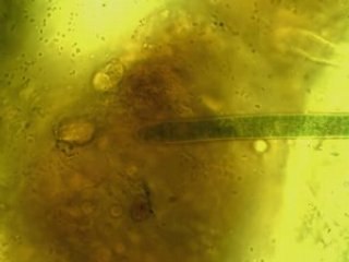 Cyanobactéries antarctiques glissant sous le microscope