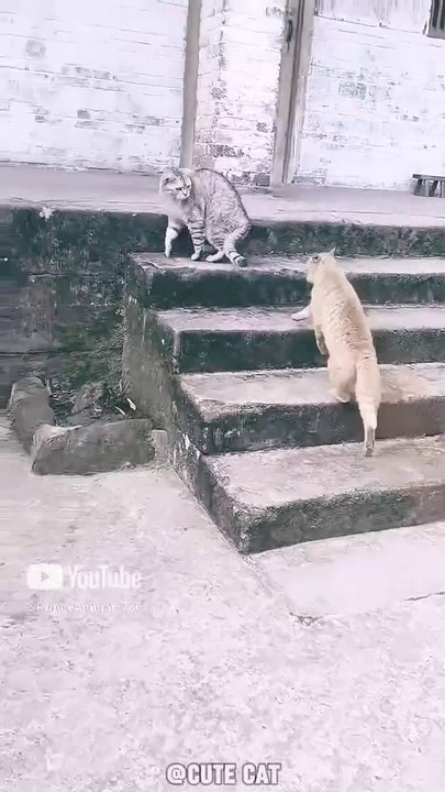 Funny cats
