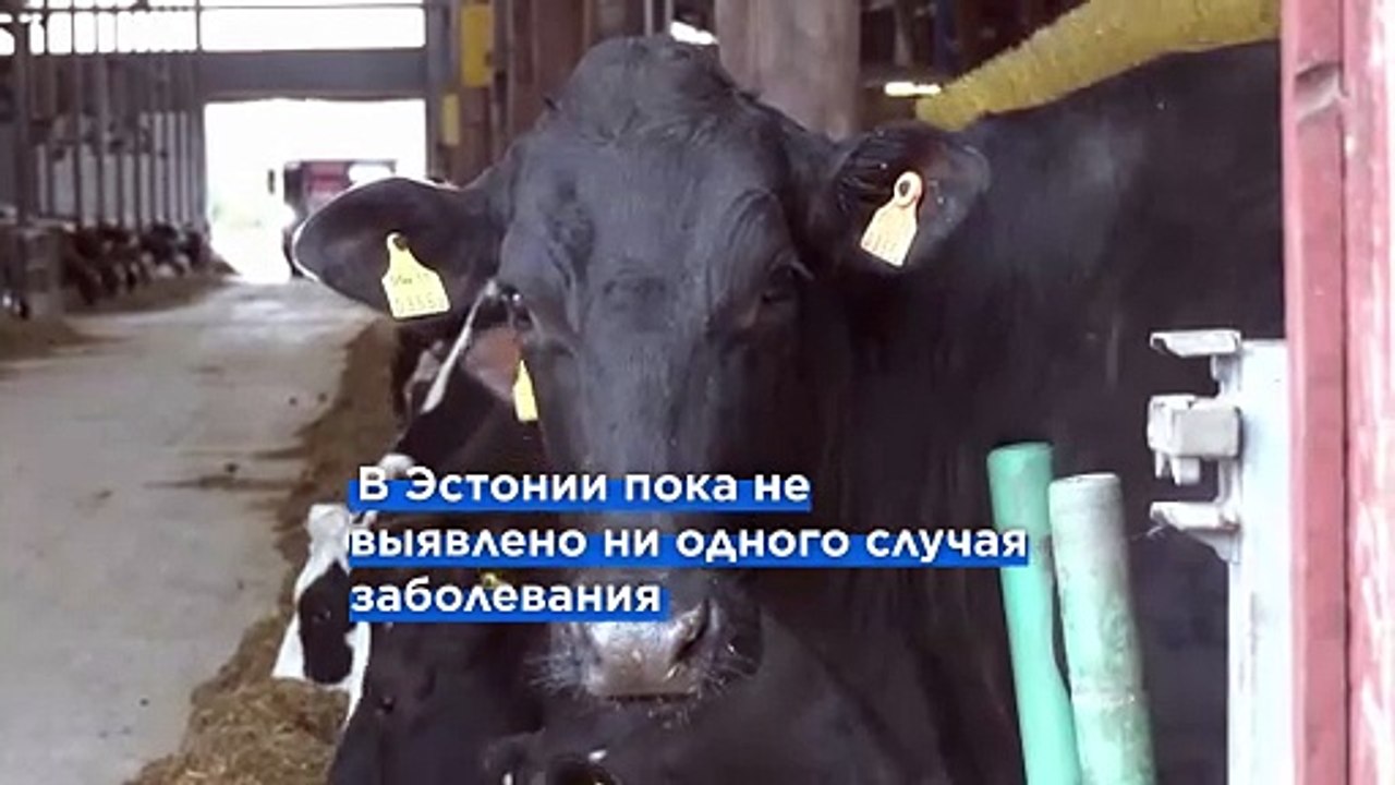 Эстония и Чехия принимают меры, чтобы не допустить проникновение ящура на свою территорию