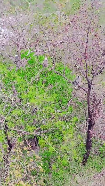 Langoor #monkey#tree#monkey