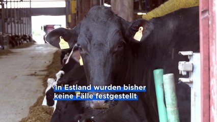 Angst vor der Maul- und Klauenseuche: Estland und Tschechien schotten sich ab