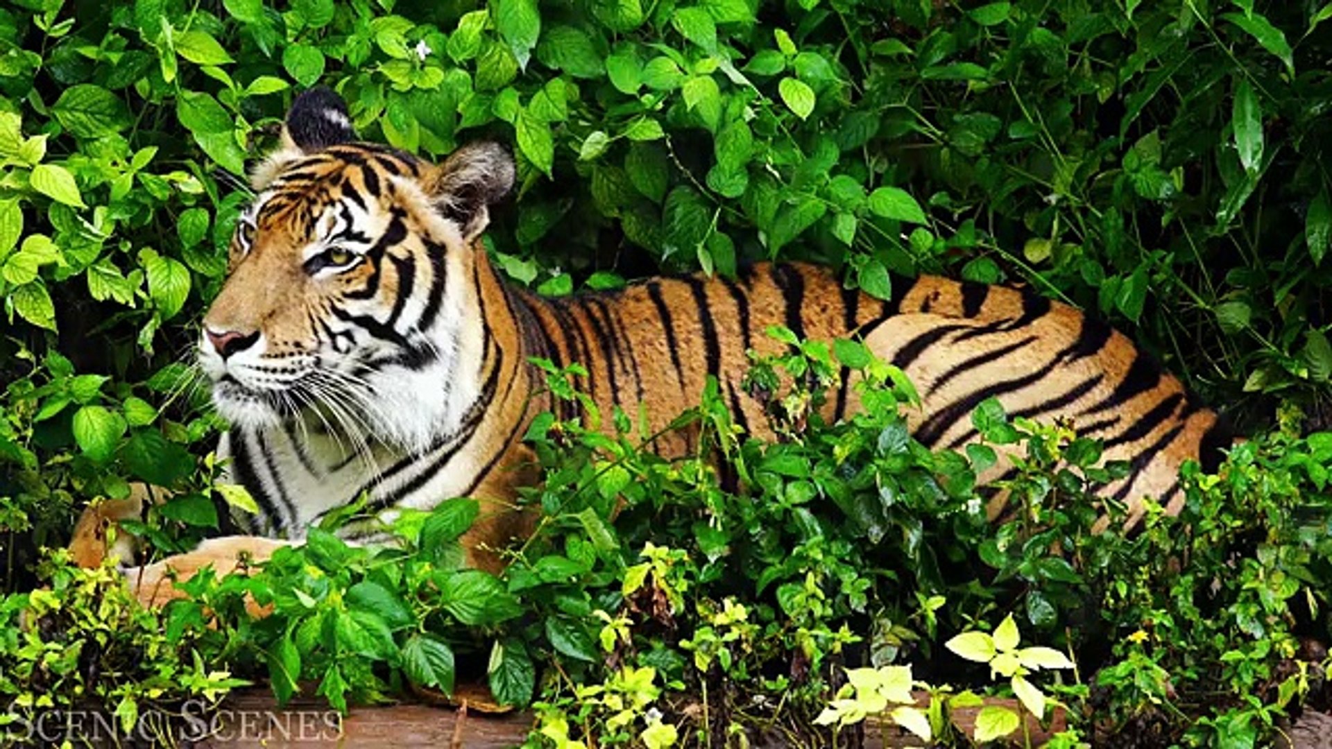 ⁣Animal Planet 4K - Amazing World of Animal Kingdom _ Scenic Relaxation Film(360P)