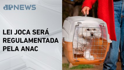 Senado aprova regras para o transporte de pets em voos