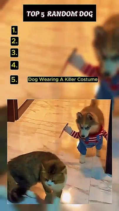 Top 5 Random Dog