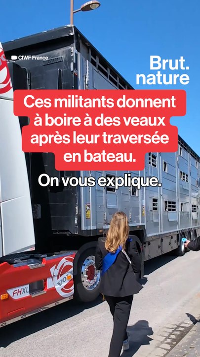 ils dénoncent le transport d'animaux vivants