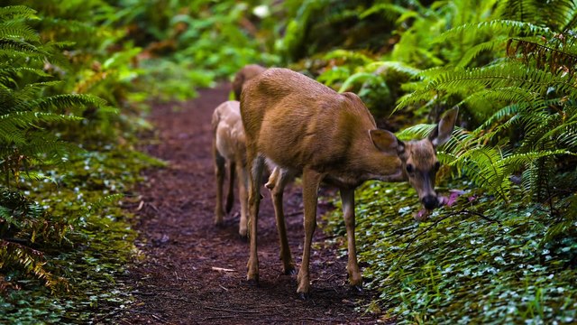 🎥 FUTURE OF OLED TV | 4K HDR 60FPS Dolby Vision (ULTRA HD Demo) – Best Screen Test Video