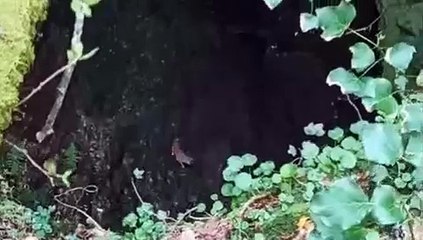 Bombeiros de Ponte de Lima salvam cão de antiga mina