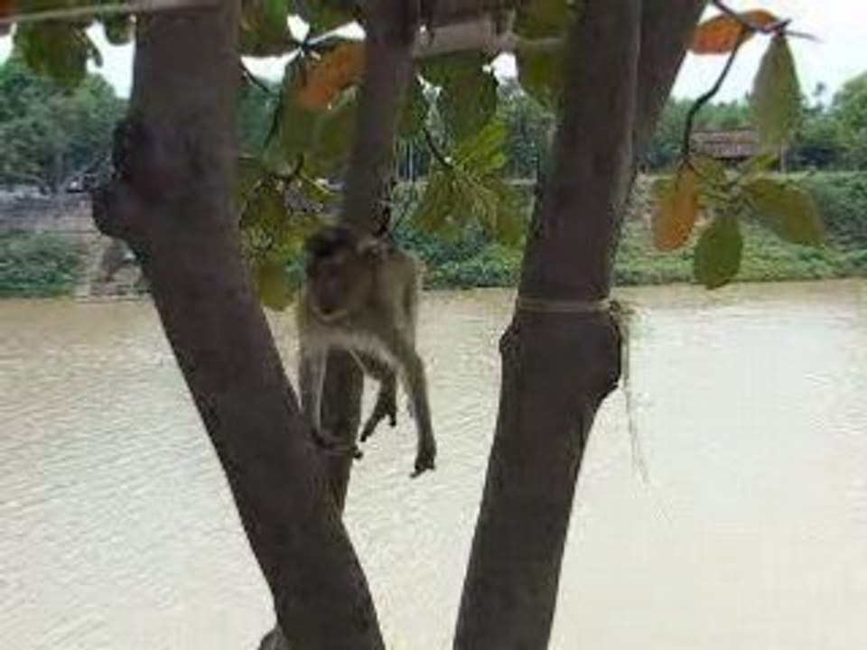 singe a bascule