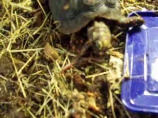 tortue charbonniere repas