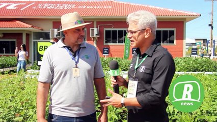 Feijão Guandu ajuda a fixar nitrogênio e aumentar qualidade da pastagem