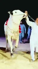 The Graceful Beauty of a Young Dhani Bull