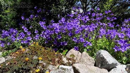 4K Nature 2 - with chapters