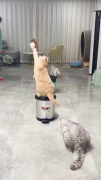 मजेदार बिल्ली के बा। बहुत मजेदार बिल्ली के वीडियो बा